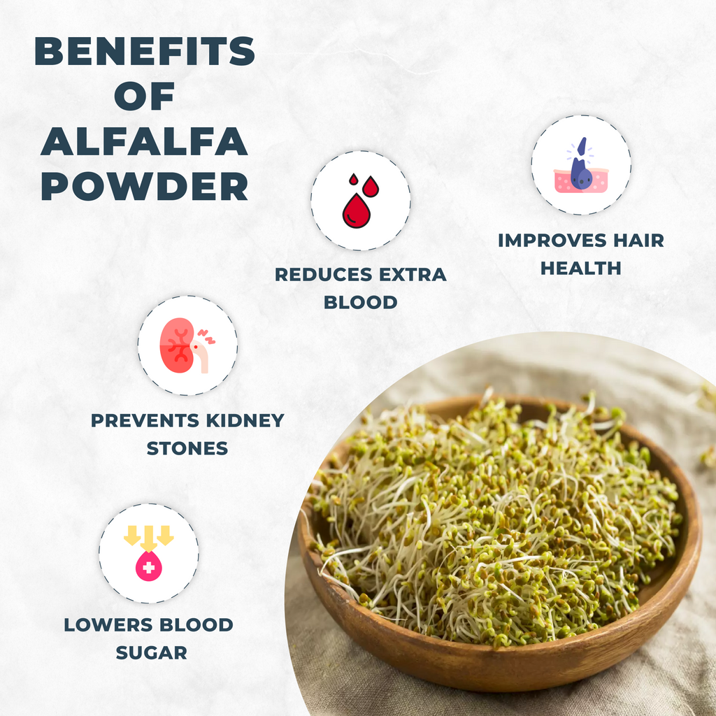 Benefits of alfalfa powder with a bowl of alfalfa sprouts on a white background
