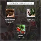 Instructions on applying wood ash powder to plants with text overlay.