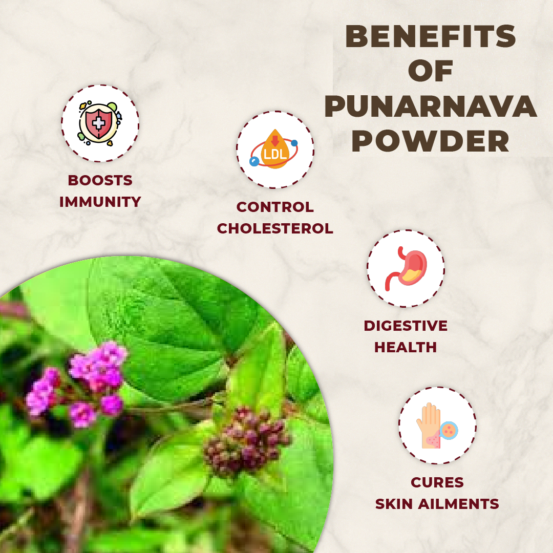 Benefits of Punarnava powder with icons and text on a natural background
