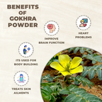 Infographic on the benefits of gokhru powder with a close-up of the plant.